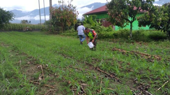 Jaga Tanaman Tetap Subur Babinsa Bantu Petani Pupuk Jagung