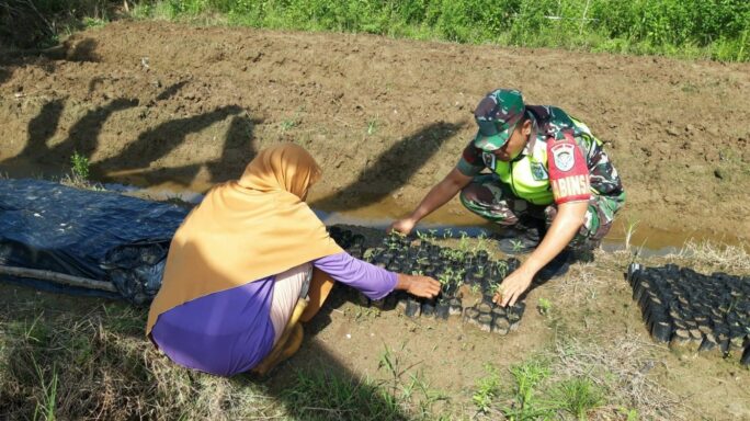Geliatkan Pertanian, Babinsa Koramil 04/Meureubo Bantu Petani Tanam Bibit Cabai Merah