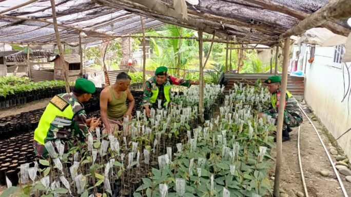 Babinsa Komsos Kreatif Bersama Pembibitan Kakao di Desa Binaan