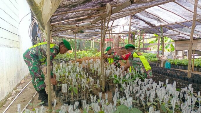 Babinsa Komsos Kreatif Bersama Pembibitan Kakao di Desa Binaan