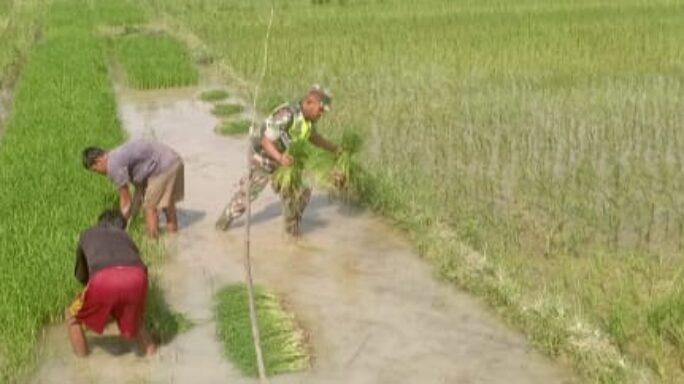Babinsa Tangsi Lama Dampingi Petani Cabut Bibit Padi Siap Tanam
