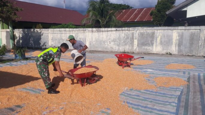 Babinsa Bantu Warga Jemur Jagung Usai Di Rontok   