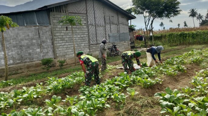 Babinsa Dampingi Petani Panen Sayur Sawi Warga Binaan