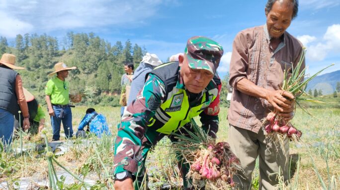 Tingkatkan Kesejahteraan Petani Di Wilayah, Babinsa Bantu Lakukan Panen Bawang.
