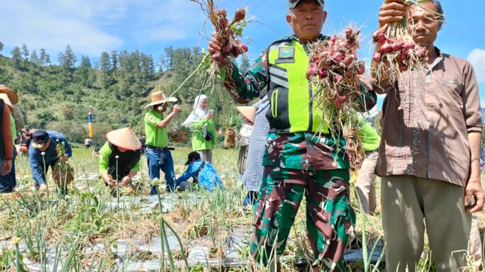 Tingkatkan Kesejahteraan Petani Di Wilayah, Babinsa Bantu Lakukan Panen Bawang.