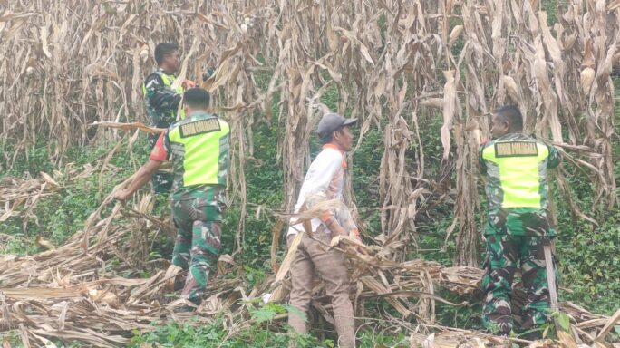 Babinsa Bantu Petani Tanam Jagung. Wujud Pendampingan Ketahanan Pangan Wilayah