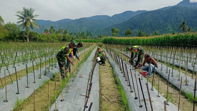Babinsa Bantu petani Rawat Tanaman Cabe Warga Binaan.