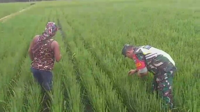 Dampingi Petani, Serka Subagio Cek Pertumbuhan Tanaman Padi