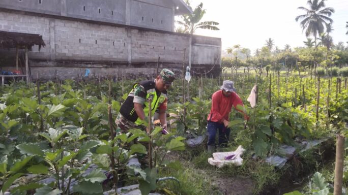 Babinsa Posramil Kuta Blang Membantu Petani Panen Terong