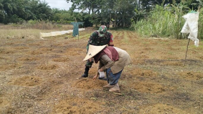 Babinsa Koramil 04/Meureubo Dampingi Warga Binaannya Dalam Penanaman Bibit Semangka