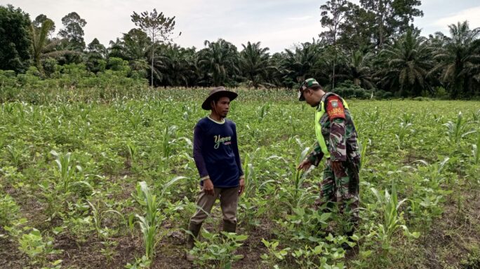 Babinsa Dampingi Petani Rawat Dan Cek Pertumbuhan Tanaman Kedelai