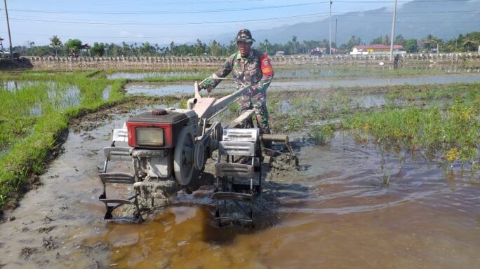Babinsa Turun Sawah Bantu Petani Bajak Sawah