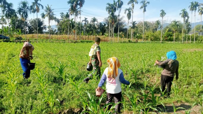 Jaga Tanaman Tetap Subur Babinsa Dampingi Petani Pupuk Jagung