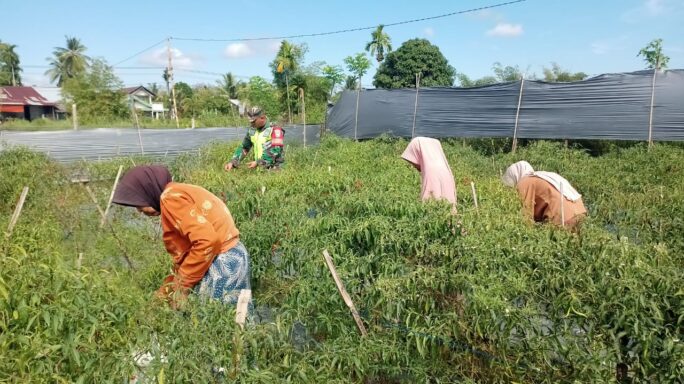 Babinsa Posramil Suka Makmue Bantu Petani Panen Cabe di Desa Binaan