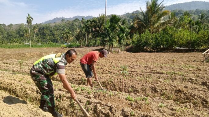 Wujud Kedekatan Babinsa Bantu Warga Binaan Buat Bedeng Cabe