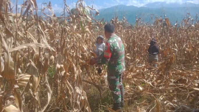 Babinsa Bantu Panen Jagung Petani Wujudkan Ketahanan Pangan