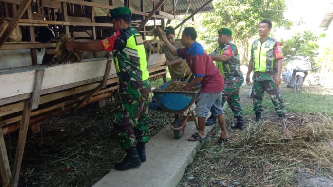 Tingkatkan Hasil Potensi Wilayah Babinsa Dampingi Peternak Kambing
