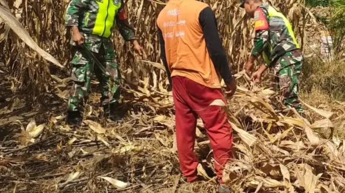 Jalin Kebersamaan Babinsa Bantu Petani Bersihkan Lahan Pasca Panen Jagung