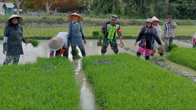 Semangat Babinsa Koramil 08/Gandapura bantu petani cabut benih padi