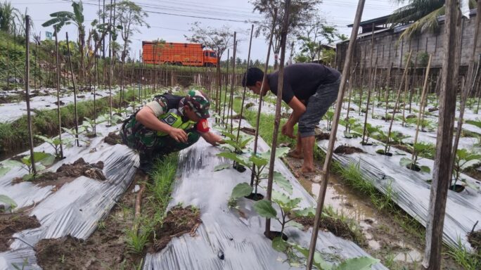 Babinsa Posramil Kuta Blang Membantu Petani Merawat Tanaman Terong