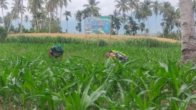 Babinsa Sambangi Petani Cek Tanaman Jagung