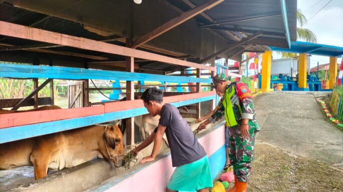 Jaga Kesehatan Ternak Sapi Warga Babinsa Cek Kebersihan Kandang