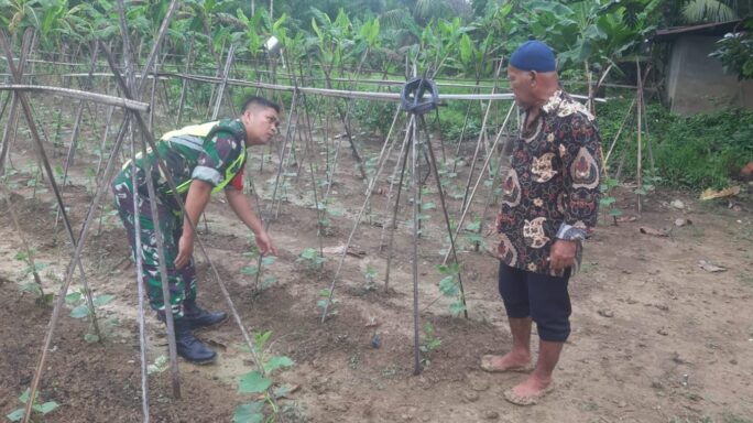 Babinsa Koramil 08/Rtu Dampingi Petani Dalam Perawatan Tanaman Mentimun