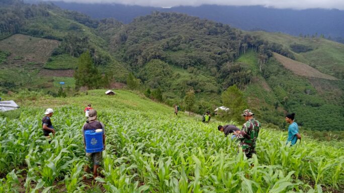 Tingkatkan Hasil Produksi, Babinsa Dampingan Perawatan Dan Pemupukan Jagung