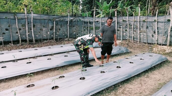 Peduli terhadap Warga, Babinsa Sakti Bantu Petani di Desa Binaan