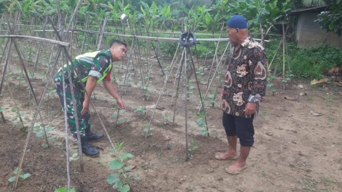 Wujudkan Hasil Yang Maksimal, Babinsa Koramil 08/Rantau Dampingi Petani Merawatan Tanaman Timun