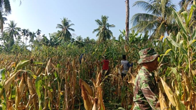 Dukung Swasembada Pangan, Babinsa Mutiara Timur Bersama Kelompok Tani Laksanakan Panen Jagung
