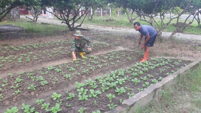 Jaga Ketahanan Pangan, Babinsa Bersama Petani Cek Perkembangan Tanaman Sawi