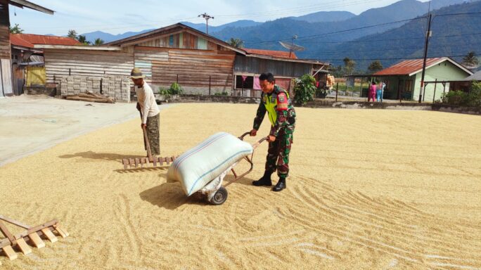Wujud Pendampingan Petani Babinsa Bantu Jemur Padi