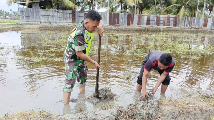Wujud Pendampingan Babinsa Turun Kelapangan Bantu Petani Buat Bedeng Sawah
