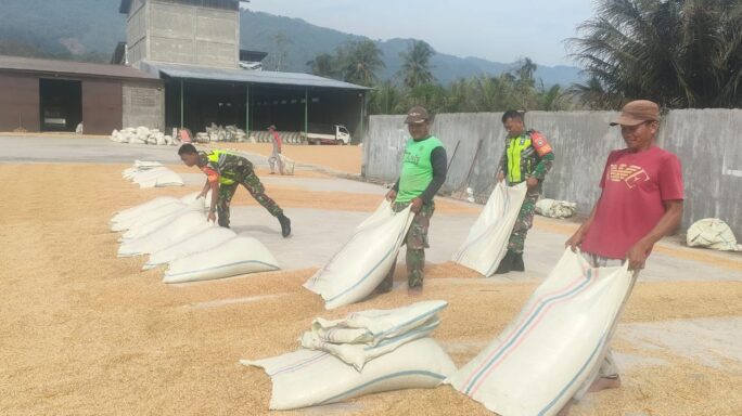 Babinsa Koramil 05/lawe Alas Bantu Warga Jemur Jagung Pasca Panen