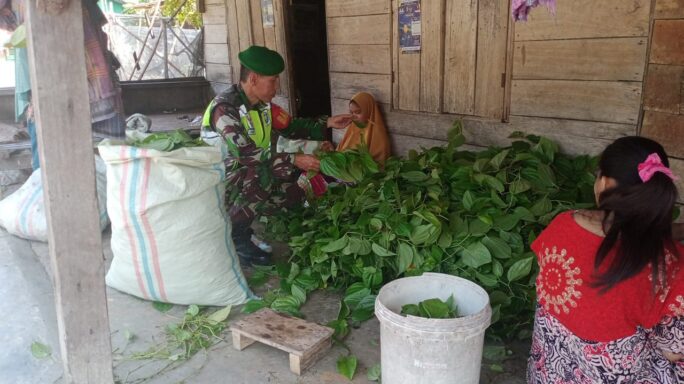 Babinsa Anjangsana Ke Warga Binaan Memanen Daun Sirih