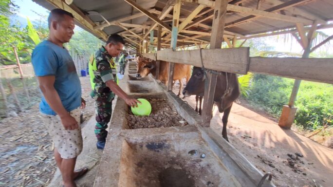 Babinsa Rutin cek ternak warga desa bunaan, Cegah Penyakit PMK