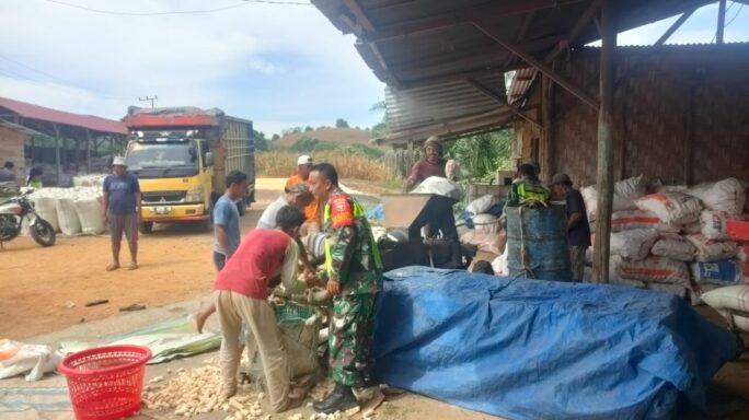 Usai Panen Jagung Babinsa Bantu Petani Rontok Jagung
