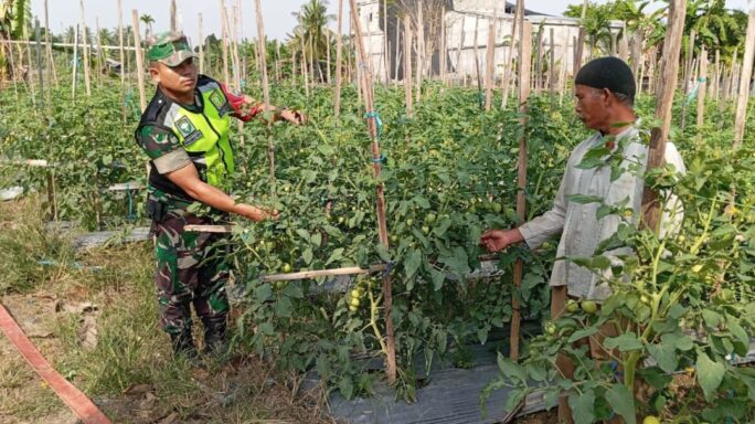 BABINSA POS RAMIL KUTA BLANG DAMPINGI PETANI DENGAN MEMBANTU MERAWAT TANAMAN TOMAT