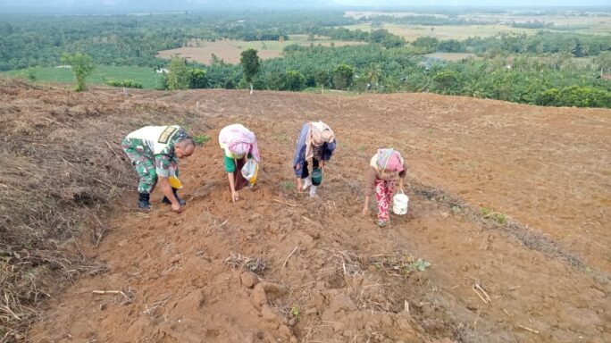 Selalu Ada Bersama Petani Babinsa Dampingi Petani Tanam Jagung
