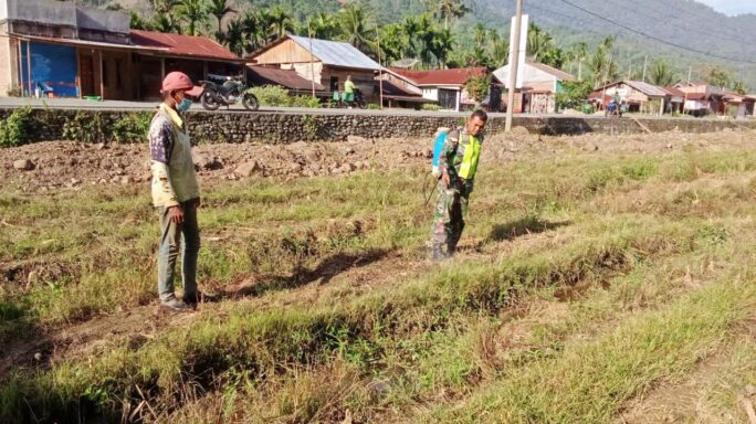 Babinsa Bantu Petani Semprot Lahan Jagung Pasca Panen