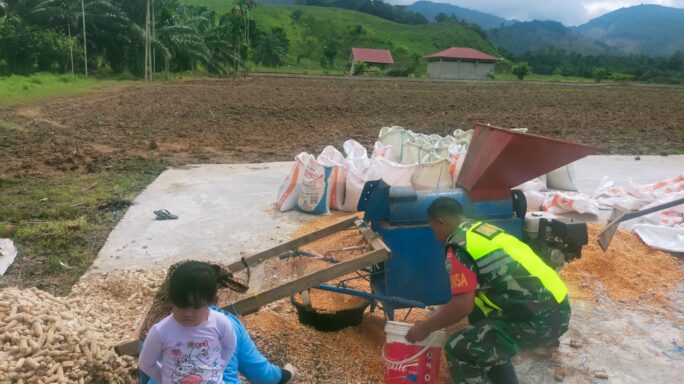 Pasca Panen Babinsa Bantu Petani Rontok Jagung