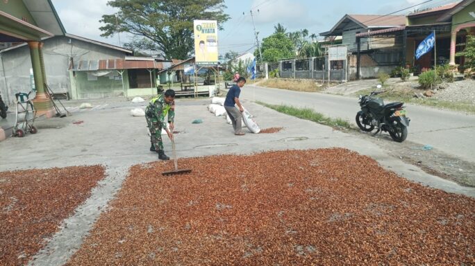 Jaga Kualitas Babinsa Bantu Jemur Coklat Warga