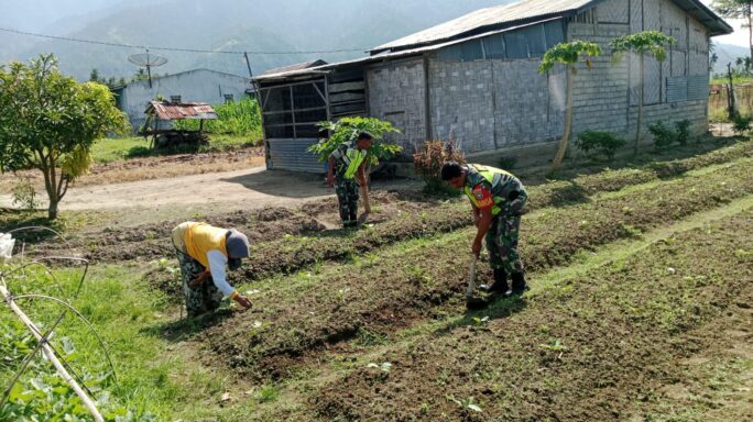 Beri Semangat Petani Babinsa Dampingi Warga Tanam Terong Ungu