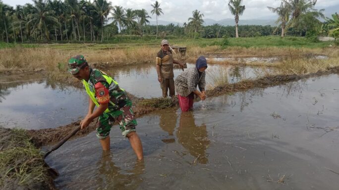 Sukseskan Swasembada Pangan Babinsa Turun Sawah Bantu Petani Olah Sawah.