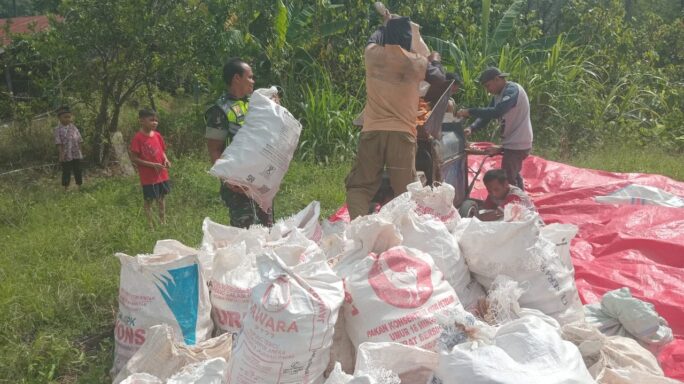 Panen Jagung Usai Babinsa Bantu Petani Rontok Jagung