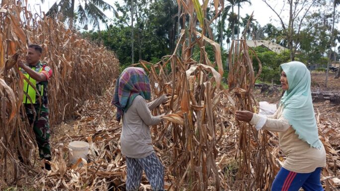 Masa Panen Tiba Babinsa Bantu Panen Jagung Petani