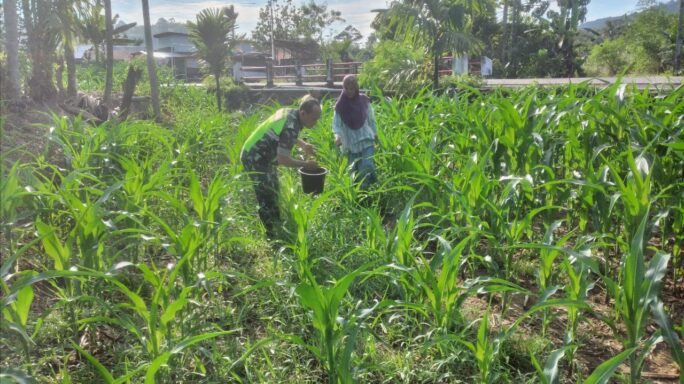 Jaga Tanaman Tetap Subur Babinsa Bantu Pupuk Jagung