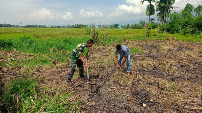 Jalin Kebersamaan Babinsa Bantu Petani Bersihkan lahan Panen Jagung
