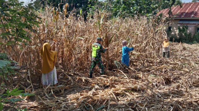 Dukung Swasembada pangan Babinsa Bantu Panen Jagung